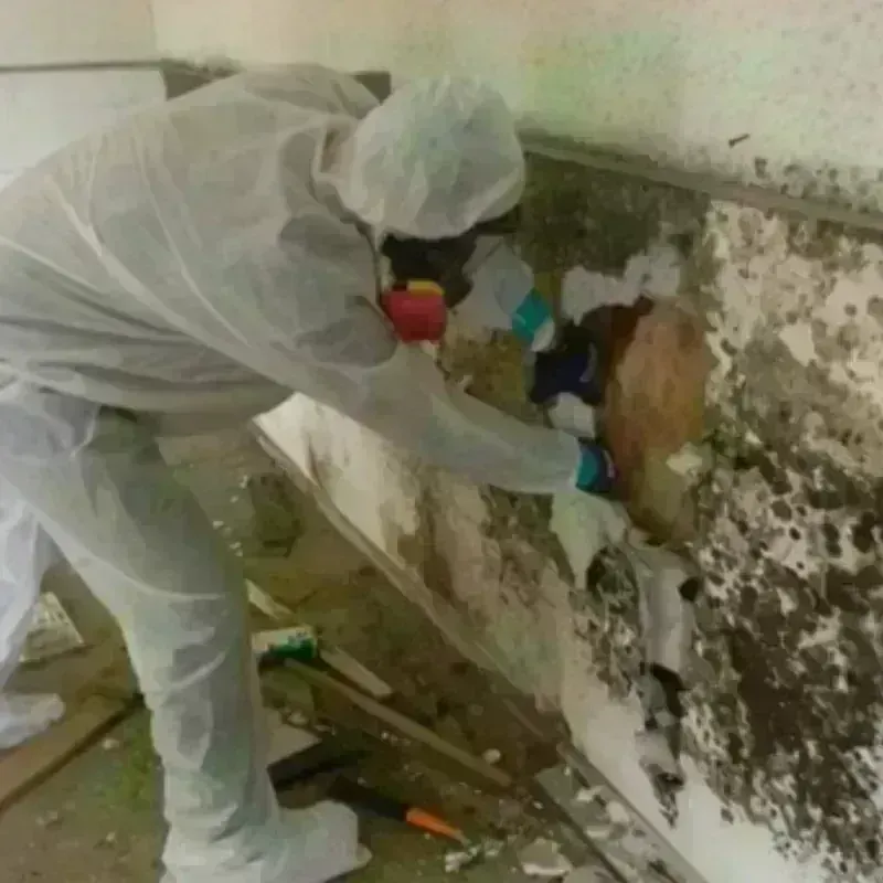 Mold Remediation and Removal in Gray, GA